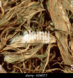 La moisissure rose Michrodochium nivale mycélium se développant sur les feuilles d'orge malades Banque D'Images