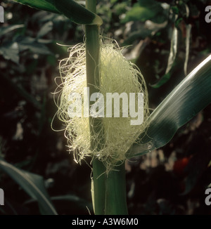 Maïs Maïs Maïs doux ou tassel femelle sur l'usine rétroéclairé Banque D'Images