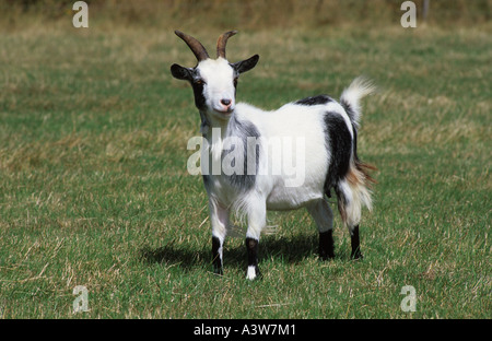 Chèvre pygmée des profils sur l'herbe Banque D'Images