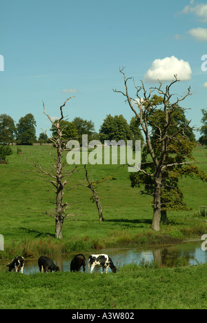 Le pâturage du bétail près de river Cotswolds Gloucestershire Sherbourne Angleterre Angleterre Europe Banque D'Images