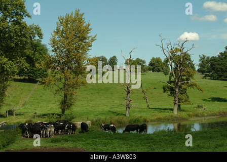 Le pâturage du bétail près de river Cotswolds Gloucestershire Sherbourne Angleterre Angleterre Europe Banque D'Images