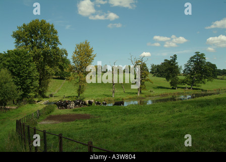 Le pâturage du bétail près de river Cotswolds Gloucestershire Sherbourne Angleterre Angleterre Europe Banque D'Images