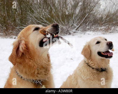 Deux golden retrievers l'un tenant un bâton. Banque D'Images