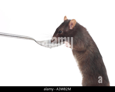Un rat domestique boire d'une petite cuillère. Banque D'Images