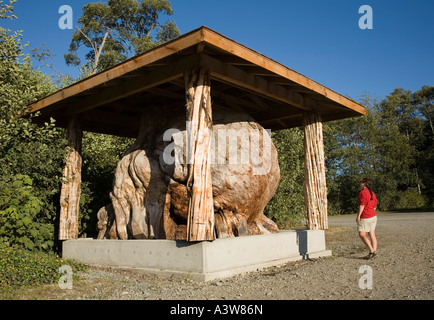 World's largest burl formé en pin avec yew piliers sur l'abri de l'île de Vancouver Canada Port McNeill Banque D'Images