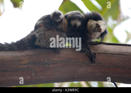 Maman Geoffroy s hibou touffetée ouistiti Callithrix geoffroyi porte les bébés sur le dos à travers la jungle sud-est du Brésil Banque D'Images