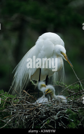 Grande Aigrette Casmerodius albus avec de jeunes sur son nid en Louisiane Banque D'Images