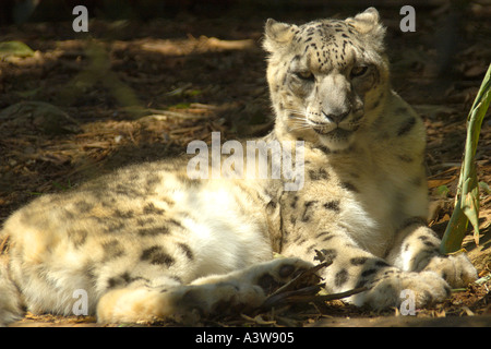 Snow Leopard Panthera uncia en voie de disparition qui se trouve à l'état naturel dans les montagnes de l'himalaya Photo prise en captivité Banque D'Images