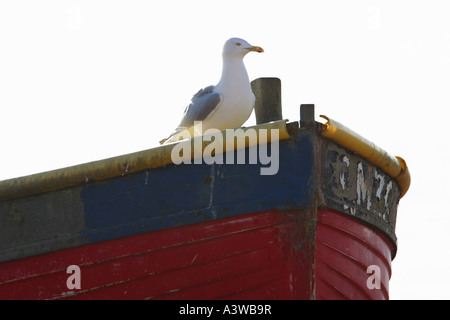 Seagull assis sur un petit bateau de pêche. Banque D'Images