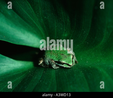 Rainette du Pacifique Hyla regilla sur cala lilly leaf San Francisco California USA phase de vert Banque D'Images