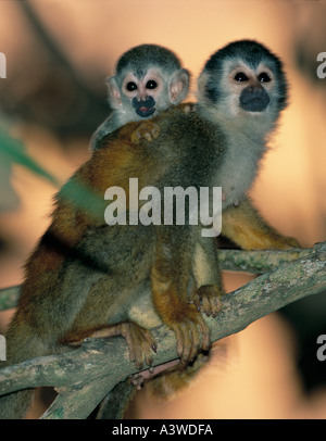 Amérique centrale singe écureuil (Saimiri oerstedii) en voie de disparition, parc national Manuel Antonio Costa Rica Banque D'Images