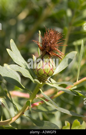 Protea odorata narrowleaf goldenrod lanceolata Banque D'Images