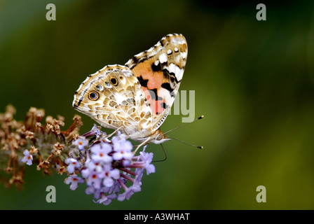 Painted Lady Butterfly nom latin Cynthia (Vanessa cardui) Banque D'Images