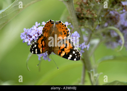 Painted Lady Butterfly nom latin Cynthia (Vanessa cardui) Banque D'Images