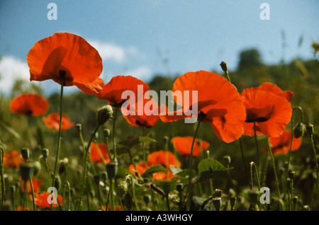 Tapis de coquelicots sauvages les coteaux au-dessus de la station de Stoupa sur la péninsule de Mani, Péloponnèse, Grèce Banque D'Images