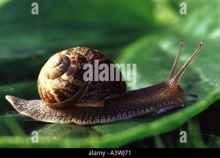 Escargot sur feuille d'Hosta rampant Banque D'Images