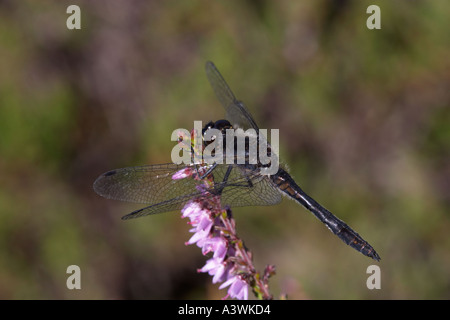 Dard noir ,Sympetrum danae, Banque D'Images