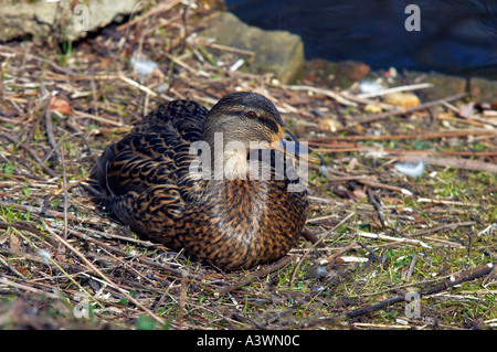 Anas platyrhynchos Canard colvert femelle couché par le bord de l'eau dans un parc de Londres Banque D'Images