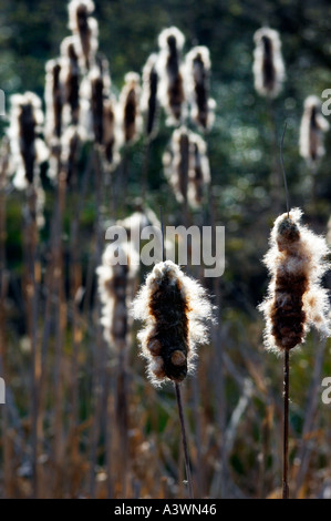 Quenouilles (Typha latifolia) aka Super Reedmace au début du printemps par un petit lac dans la forêt d'Epping Banque D'Images