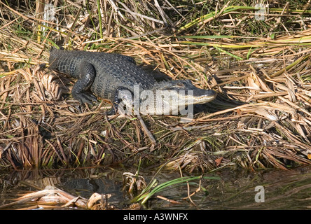 Un alligator Alligator mississippiensis soleils sur les rives d'un canal dans les Everglades de Floride du Sud Banque D'Images