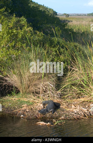 Un alligator Alligator mississippiensis soleils sur les rives d'un canal dans les Everglades de Floride du Sud Banque D'Images