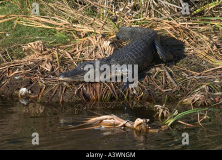 Un alligator Alligator mississippiensis soleils sur les rives d'un canal dans les Everglades de Floride du Sud Banque D'Images