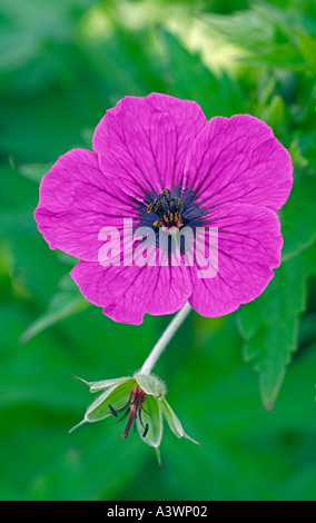 Geranium psilostemon Banque D'Images