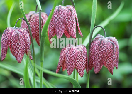 Snakeshead Fritillaries de groupe Banque D'Images