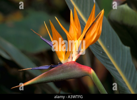 Oiseau du Paradis Strelitzia reginae Fleurs Cape Province Afrique du Sud Banque D'Images