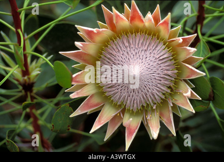 Photo:PROTEA Protea King fleur nationale de l'Afrique du Sud Banque D'Images