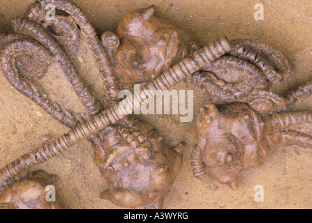 Jimbacrinus bostocki Permien crinoïde fossile Gascoyne River Ouest Rare Australie Australie Banque D'Images