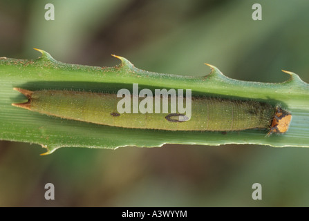 Owl Butterfly Caterpillar Dynastor Darius sur soupe de Costa Rica Forêt Tropicale Sèche Banque D'Images