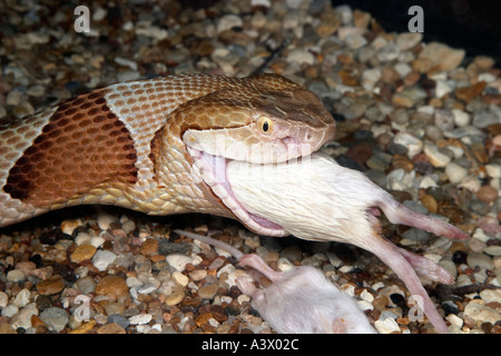 Le sud de l'Agkistrodon contortrix Copperhead de manger une souris Banque D'Images