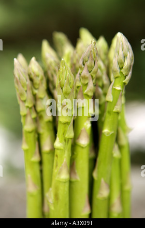 Asperges fraîchement coupé. Banque D'Images