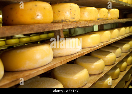 La fabrication du fromage industriel rayonnage Commercial avec le vieillissement du fromage. Banque D'Images