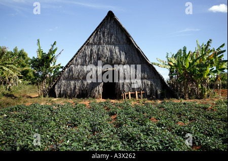 Le séchage du tabac cabane dans la vallée de Vinales dans la province de Pinar del Rio de Cuba Antilles Banque D'Images