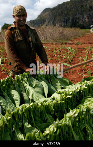 Un cultivateur de tabac se bloque quitte à sécher dans une ferme de la vallée de Vinales, province de Pinar del Rio, Cuba, Antilles. Banque D'Images