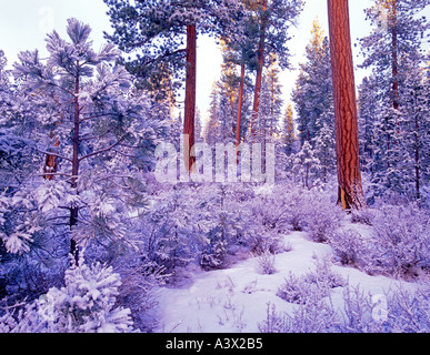 V00359M tif de la neige fraîche sur les arbres de pin ponderosa Freemont National Forest Oregon Banque D'Images