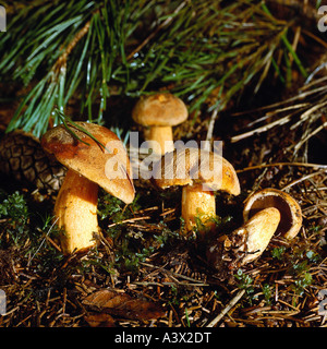 La botanique, les champignons, les bolets, Suilloid (Suillus), velours, Bolet (Suillus variegatus), plusieurs les bolets sur woodground, close-up, eatabl Banque D'Images