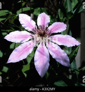 'La botanique, Clematis, (Clematis), Clematis, le cultivar hybride, 'Nelly Moser', blossom, détail, rose, joie du voyageur, en cuir bleu ... Banque D'Images