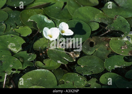 La botanique, l'eau, Lily (Hydrocharis), l'hydrocharide grenouillette, commune (Hydrocharis morsus-ranae), dans l'eau, des Hydrocharitaceae, Alismatales, blanc bl Banque D'Images