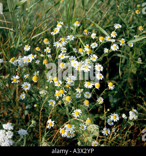 Botanique, camomille (Matricaria), Matricaire inodore, camomille (Matricaria, indora), dans le pré, la floraison, Asteraceae, composées, Asterlaes, Banque D'Images