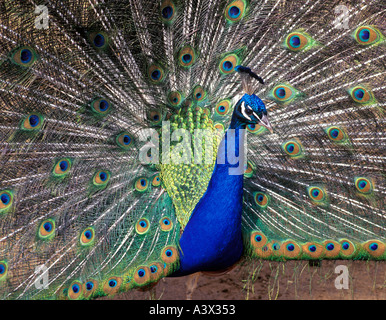 Avec des plumes de paon d'accouplement de la côte ouest de l'Oregon Jeu Park Banque D'Images