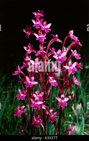 La botanique, l'orchidée, (Orchis), espèces, quatre points, Orchis (Orchis quadripunctata), s'épanouit, à tirer, à Meadow, rouge, fleurs, un Banque D'Images