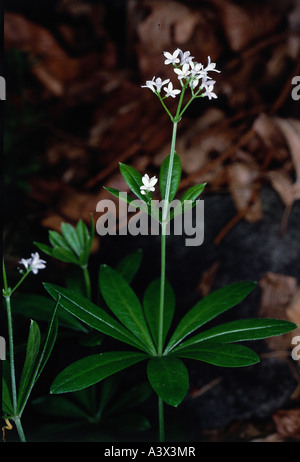 La botanique, le Galium, Woodruff, (Galium odoratum), les fleurs et les feuilles, à tirer, blanc, fleurs, les Rubiaceae, Sweetscented le gaillet, S Banque D'Images