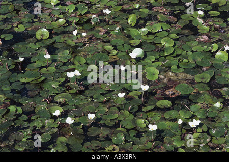 La botanique, l'hydrocharide grenouillette, Hydrocharis (), l'hydrocharide grenouillette, Hydrocharis morsus-ranae), dans l'eau, des Hydrocharitaceae, Alismatales, blanc blo Banque D'Images