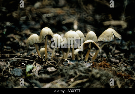 La botanique, champignons, Coprinus, Coprinus insignis, plusieurs champignons sur woodground, toxiques et d'alcool, de champignons, de cap d'encre, shaggy c Banque D'Images