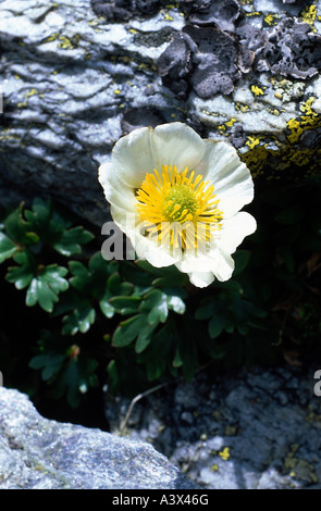 Botanique, Crowfoot, (renoncules), glacier Crowfoot, Ranunculus glacialis), (sur la roche, Ranunculaceae, Magnoliidae Ranunculales,, Ran Banque D'Images