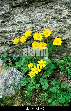 Botanique, Geum, (Geum) rampante, la dryade, (Geum reptans), s'épanouir, à tirer, jaune, fleurs, feuilles, fleurs, Rosaceae, Spiraeoi Banque D'Images