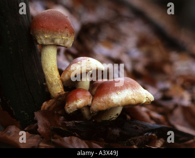 Botanique, champignons, Hypholoma, brique HYPHOLOMA SUBLATERITIUM (PAC,), plusieurs champignons au Tree Stump, toxiques, de champignons non comestibles, t Banque D'Images